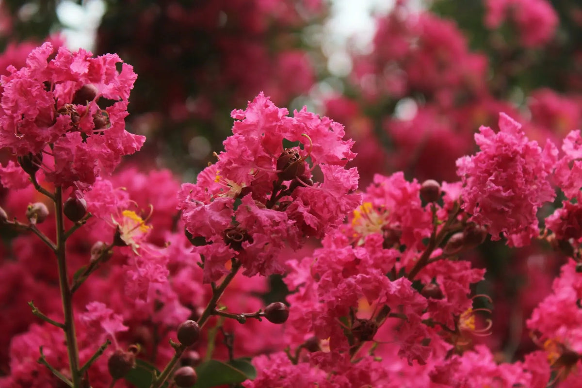 Lagerstroemia indica Petite Red Imperator arbusto compatto con fioritura rossa in giardino