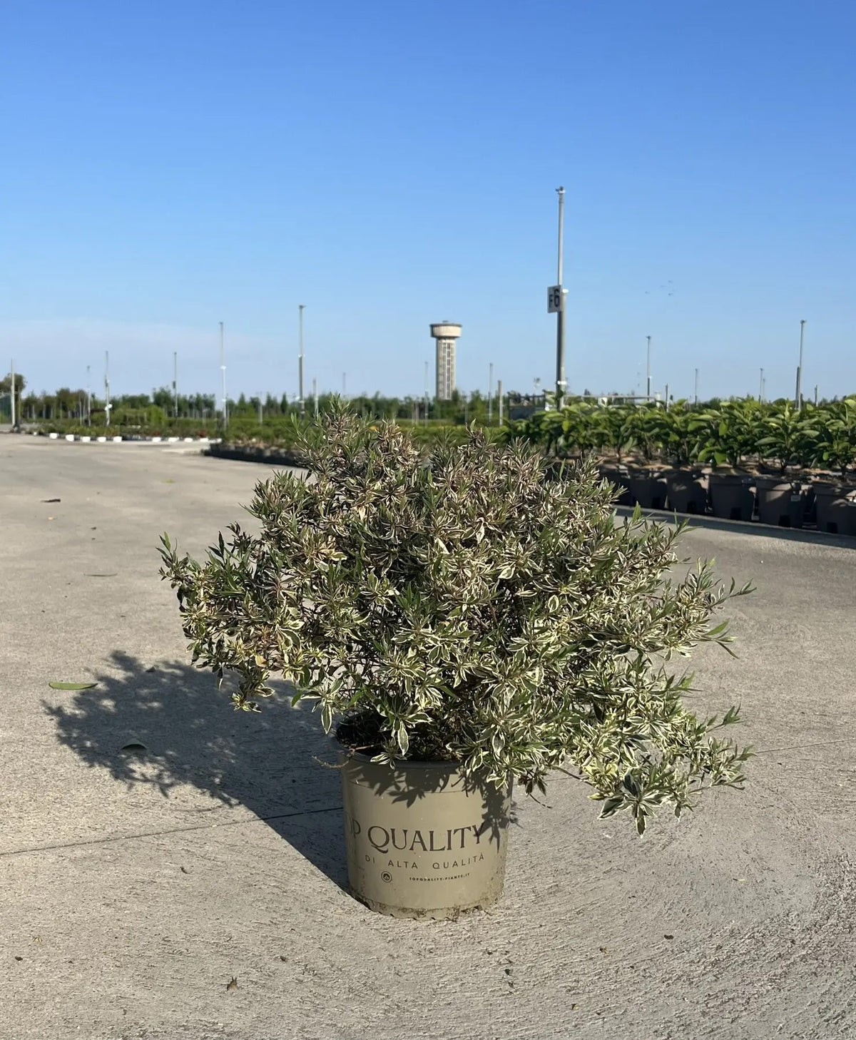 Dettaglio foglie variegate e fiori bianchi campanulati di Abelia grandiflora Confetti