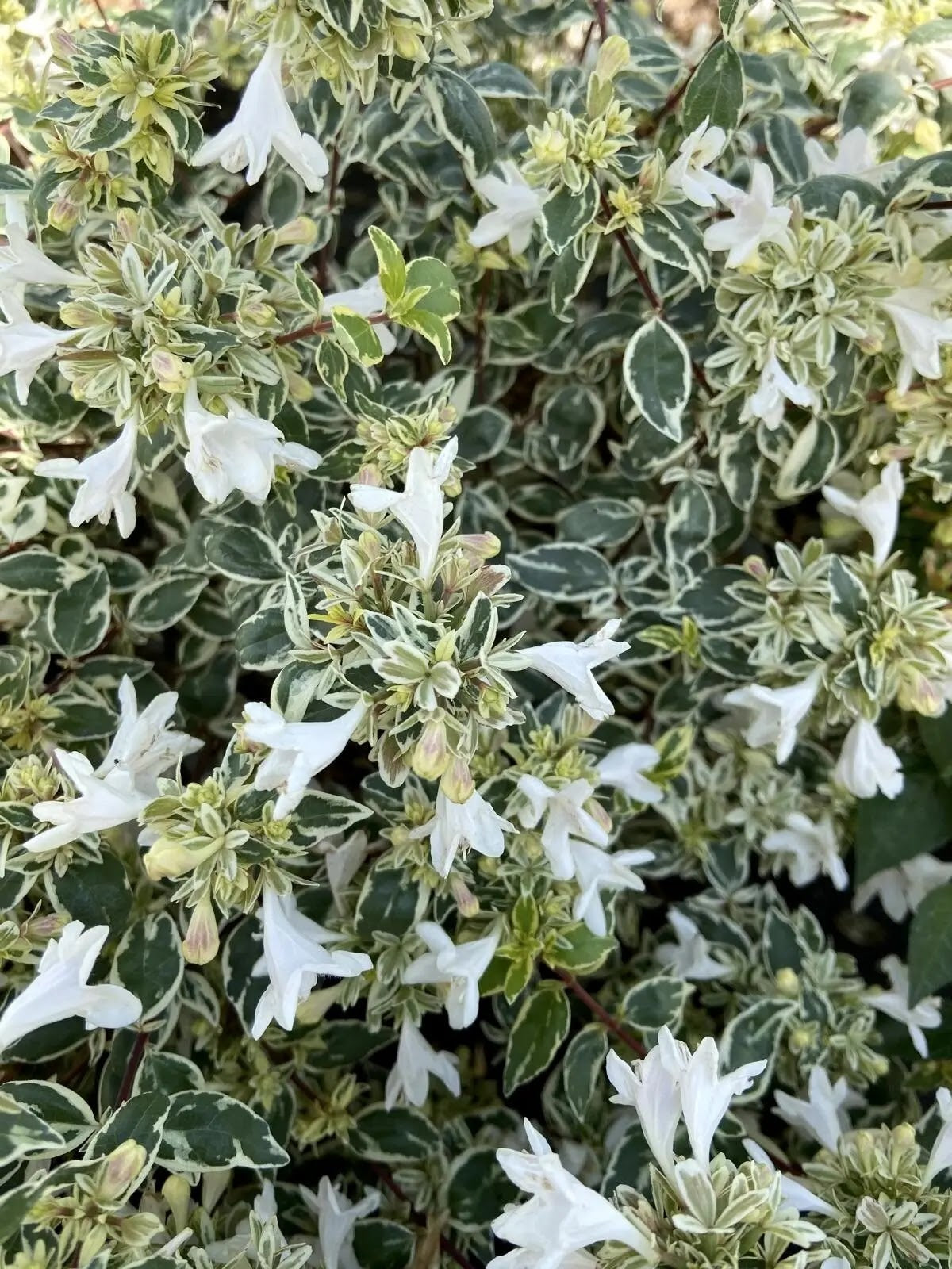 Abelia grandiflora Sparkling Silver arbusto sempreverde con fogliame variegato verde e argento in giardino