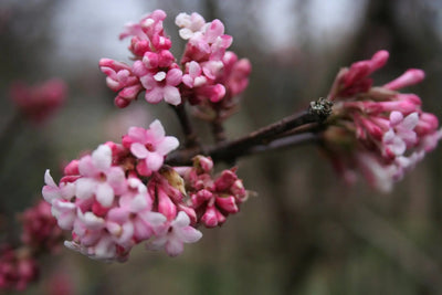 Viburno - Viburnum 'Bodnantense Dawn'