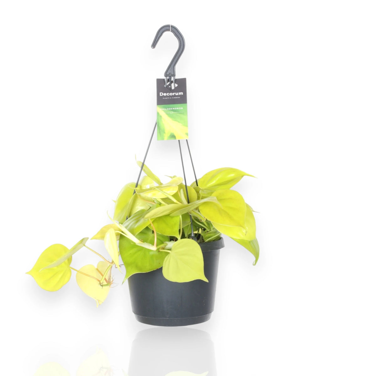 Philodendron scandens Lemon lime con foglie verde lime brillante in vaso decorativo da interno