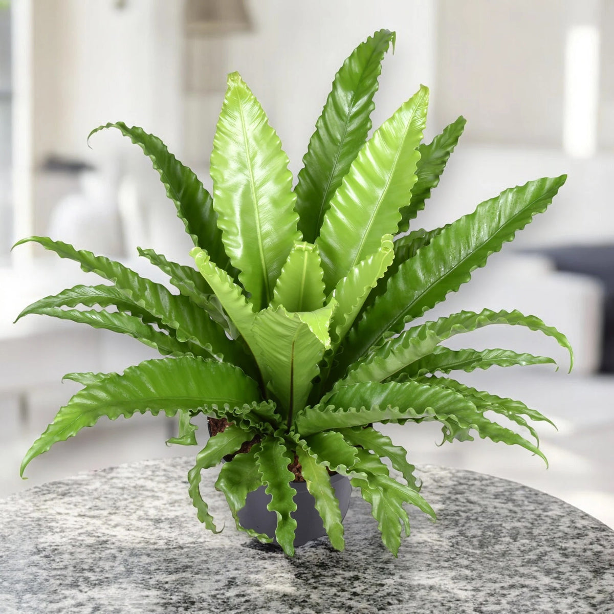 Dettaglio delle fronde coriacee e ondulate di Asplenium antiquum Osaka con superficie lucida