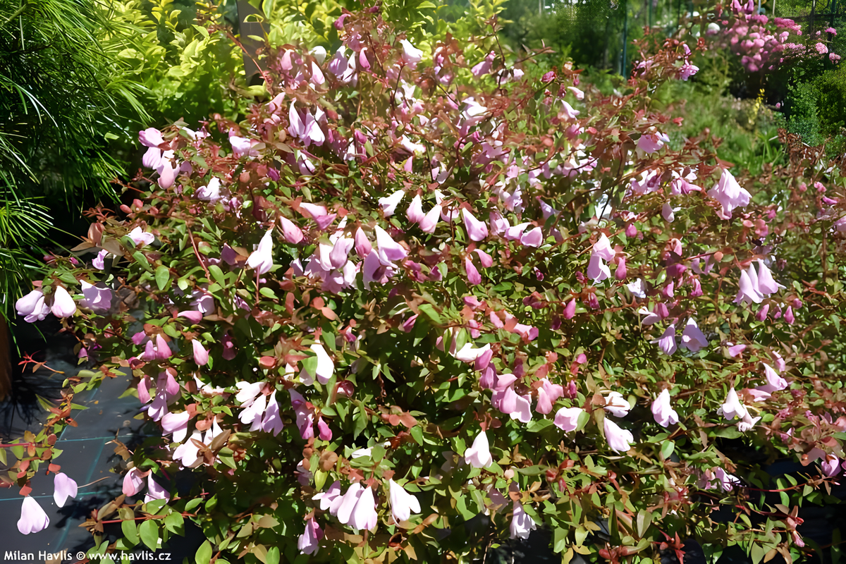 Abelia grandiflora Pinky Bells arbusto sempreverde con fiori bianchi profumati in giardino