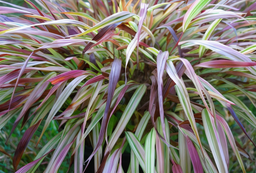 Hakonechloa macra Naomi cespuglio con fogliame verde dorato arcuato in giardino ombreggiato