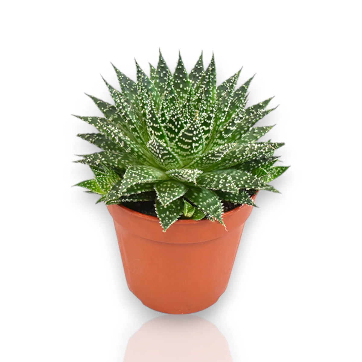 Aloe Safari Zambezi in vaso, succulenta dalle foglie carnose variegate perfetta per interni