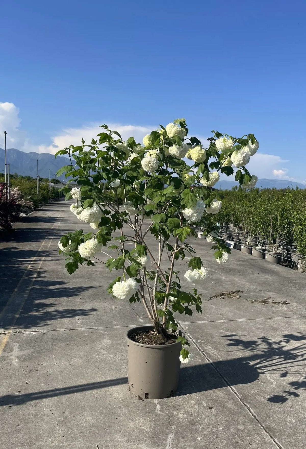 Viburno - Viburnum opulus
