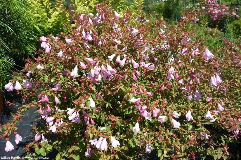 Dettaglio fiori bianchi profumati e foglie verdi lucenti di Abelia grandiflora Pinky Bells