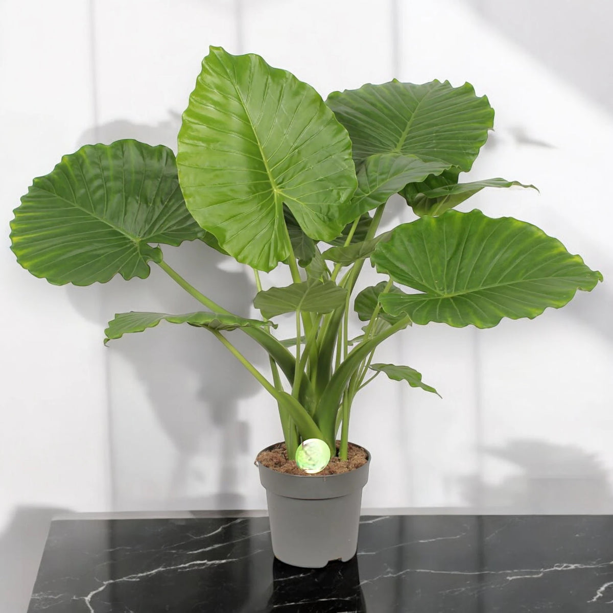 Alocasia gageana
