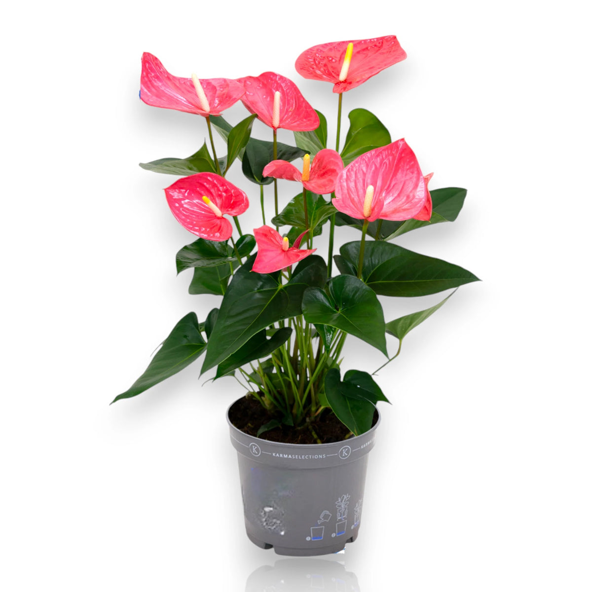 Anthurium Karma Pink con spate rosa pallido e foglie lucide verde scuro in vaso decorativo