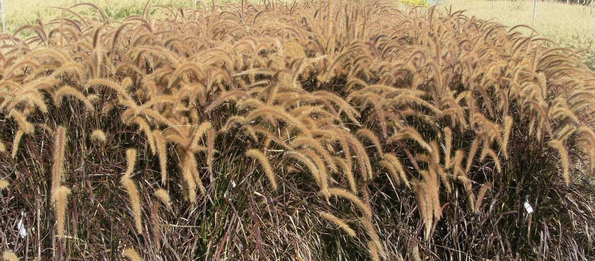 Dettaglio delle delicate infiorescenze cremose di Stipa tenuissima