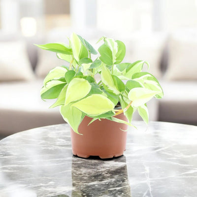 Dettaglio foglia variegata giallo lime del Philodendron scandens Rio con nervature evidenti
