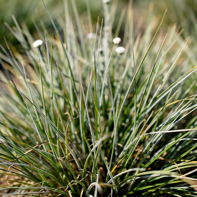 Sesleria autumnalis
