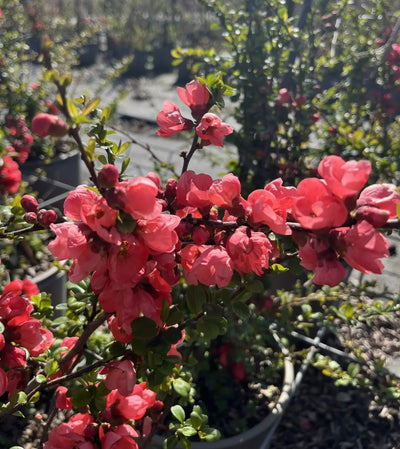 Fior di Pesco - Chaenomeles 'Superba Pink Lady'