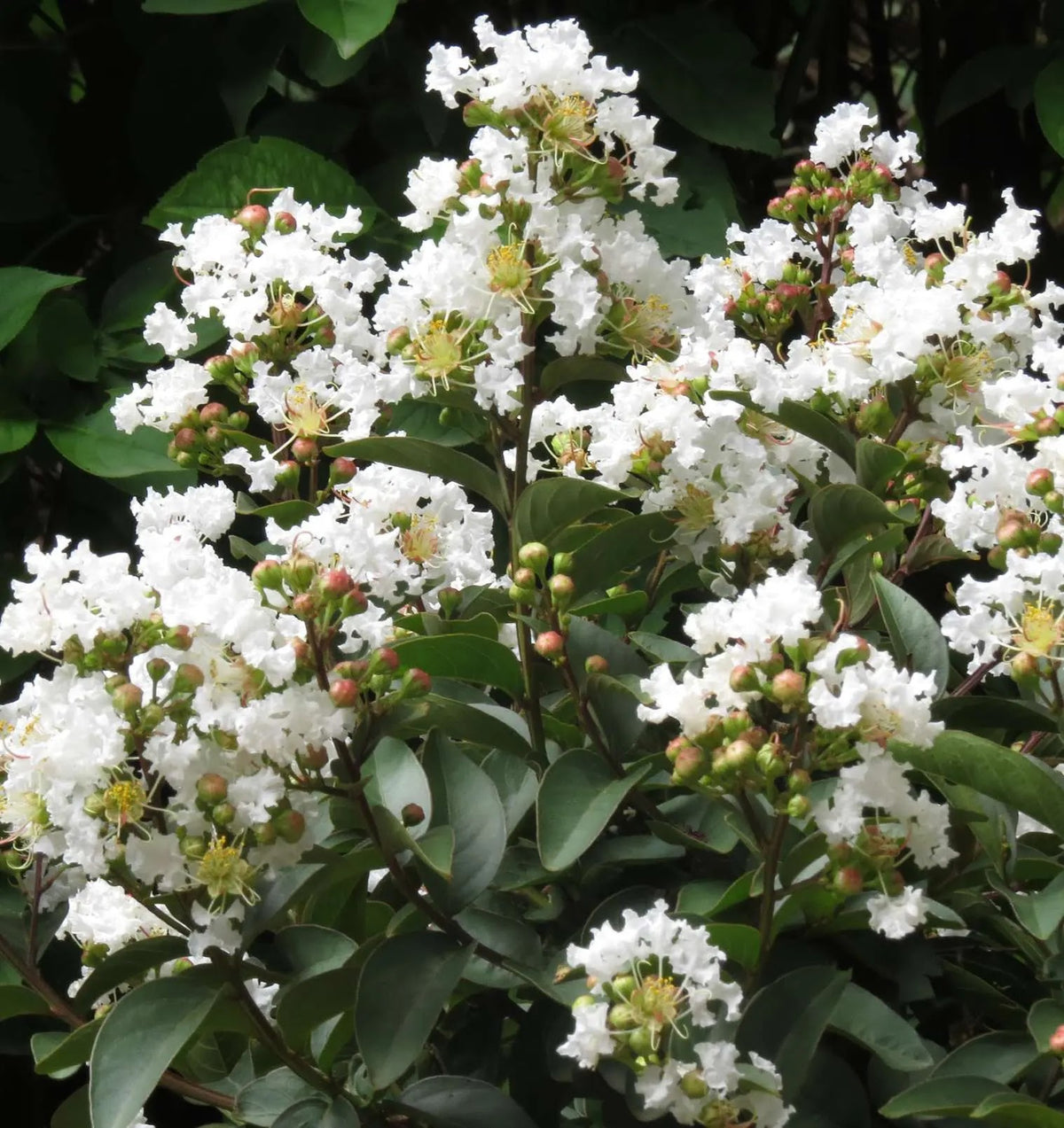 Lagerstroemia indica Enduring Summer White con fiori bianchi in giardino mediterraneo