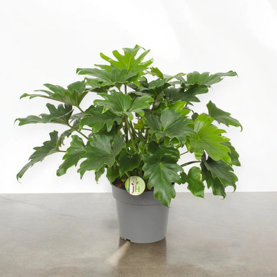 Dettaglio delle foglie profondamente lobate del Philodendron bipinnatifidum Little Hope