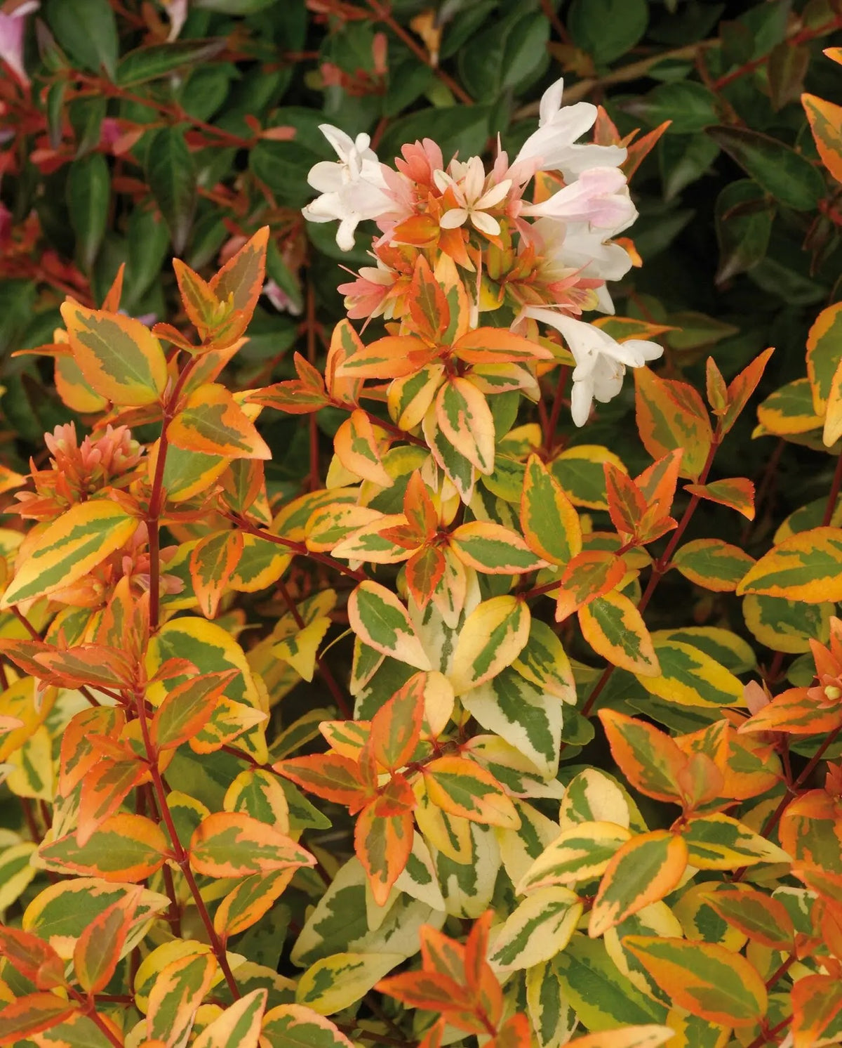 Abelia grandiflora 'Kaleidoscope'