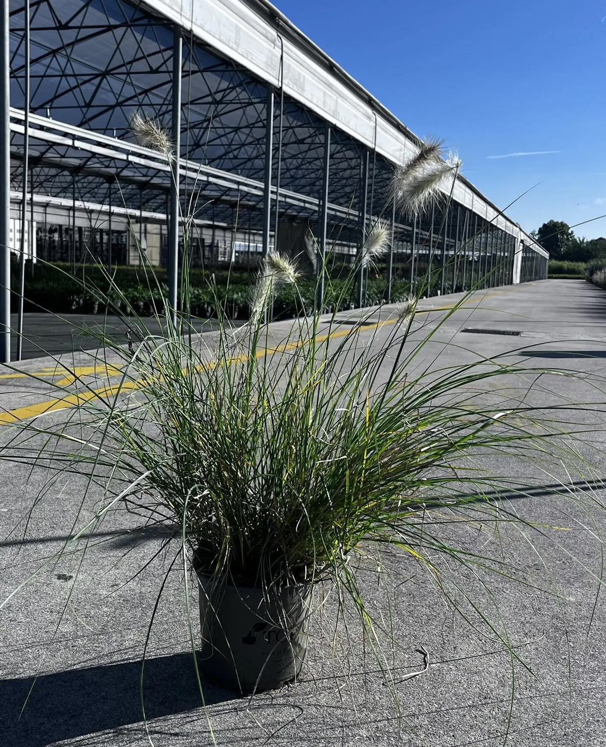 Dettaglio delle infiorescenze bianco-crema soffici di Pennisetum villosum