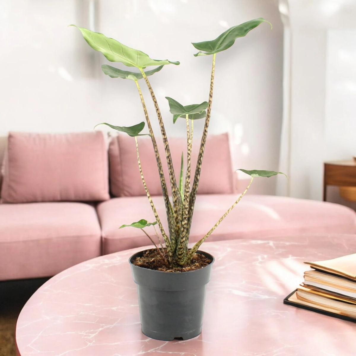 Alocasia zebrina 'Siberian Tiger'