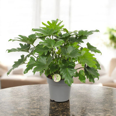 Philodendron bipinnatifidum 'Little Hope'