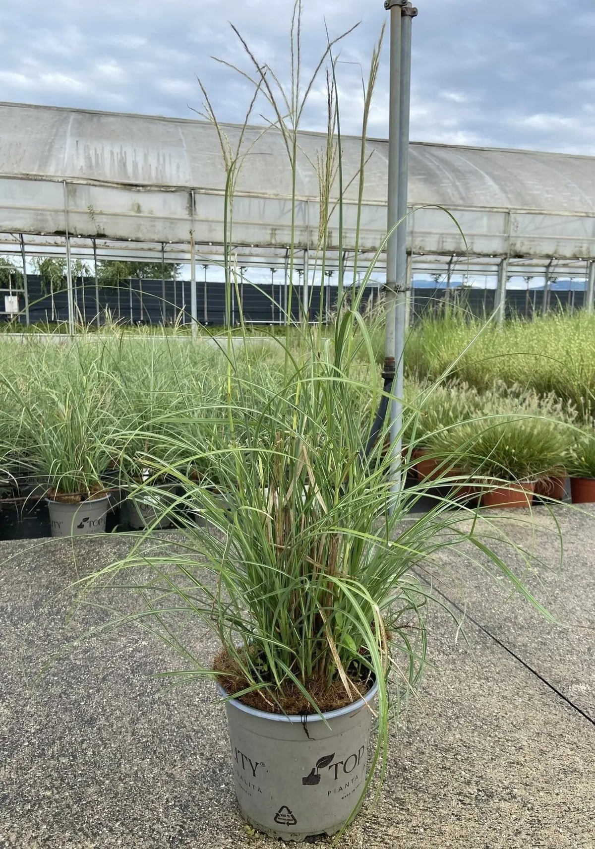 Dettaglio foglie striate verdi e crema di Miscanthus sinensis Brazil