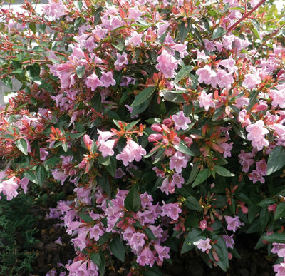 Abelia grandiflora