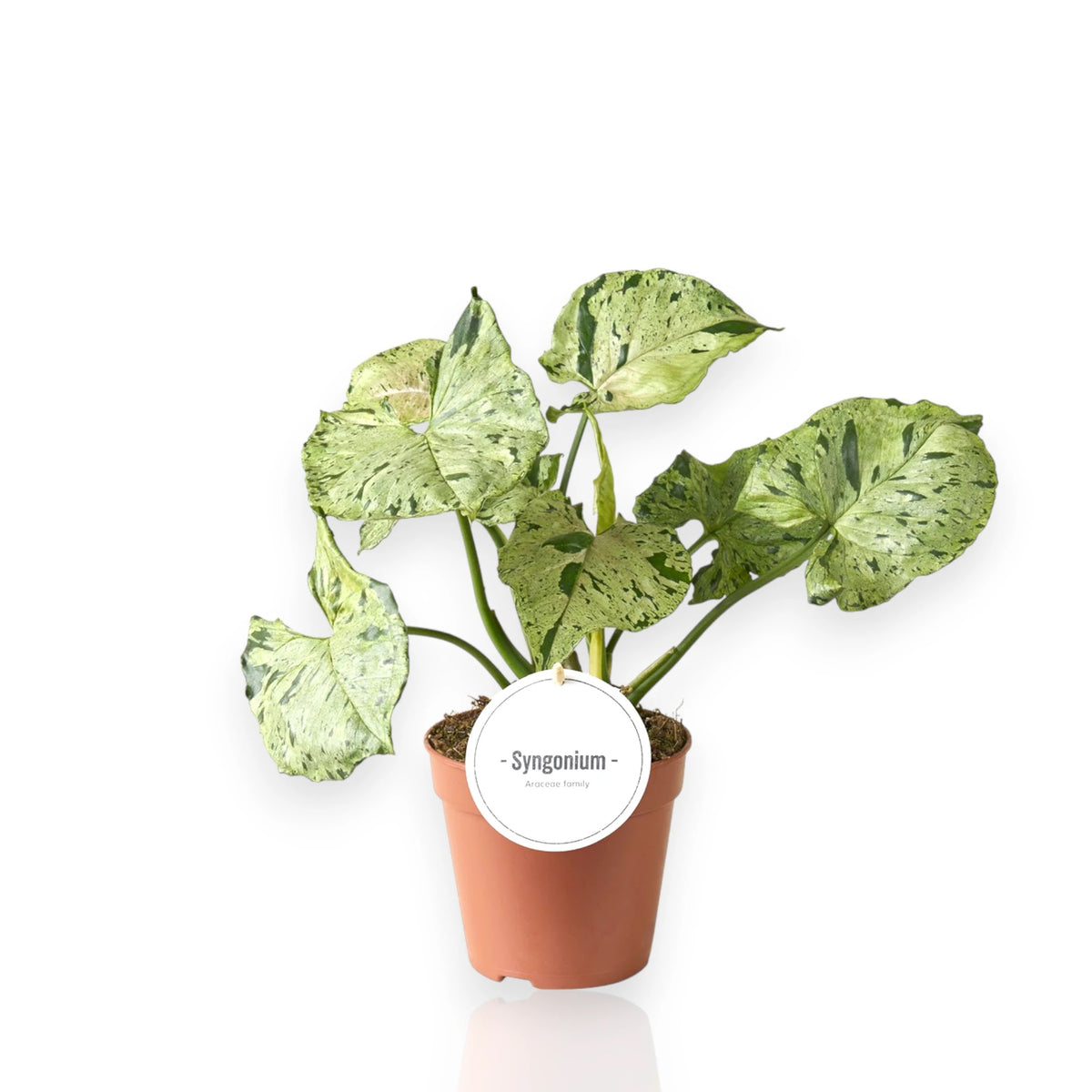 Syngonium Green Splash con foglie sagittate macchiettate di verde chiaro in vaso bianco da interno