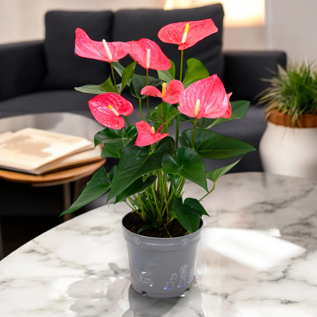 Anthurium 'Karma pink'