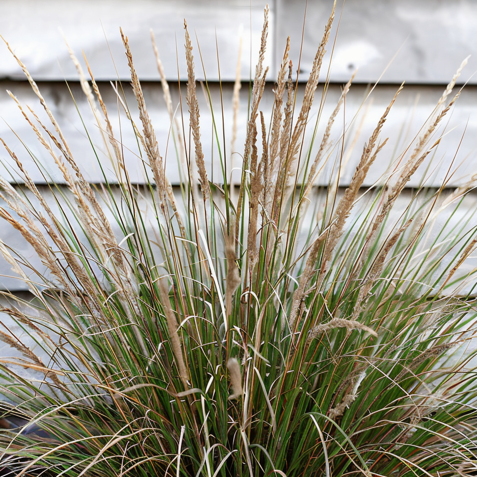 Dettaglio foglie finissime e setose di Stipa tenuissima Pony Tails con infiorescenze dorate