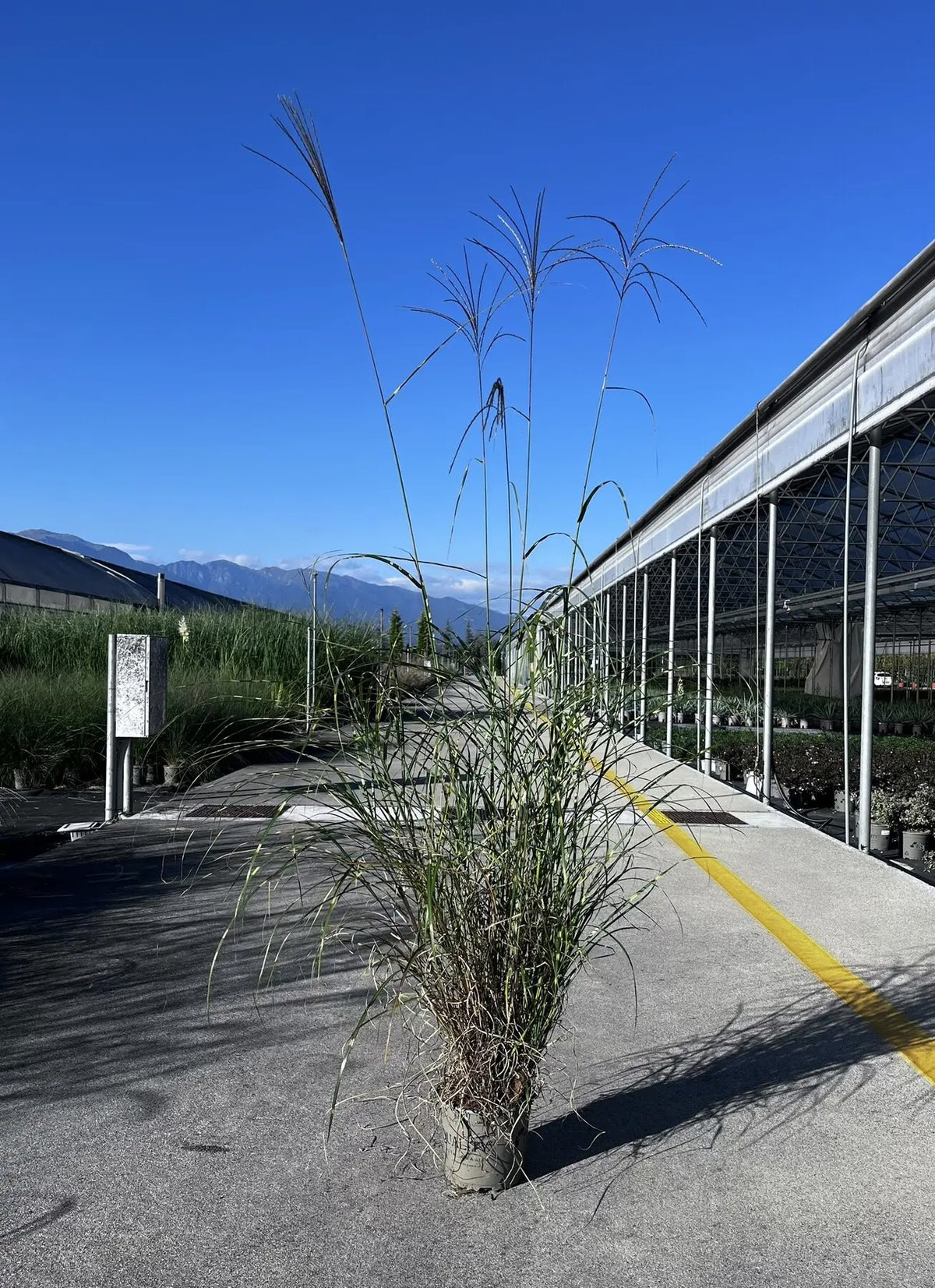 Miscanthus Strictus Dwarf compatto con foglie variegate gialle