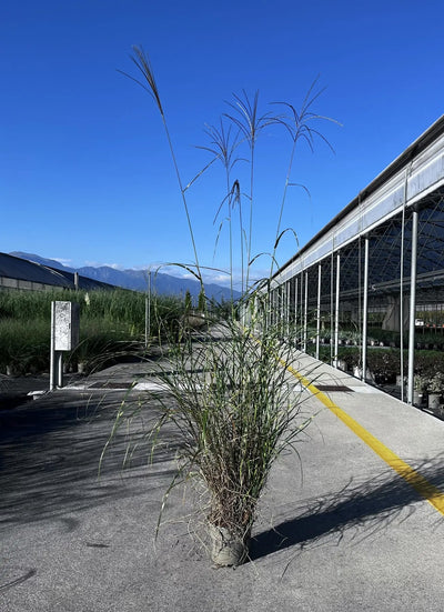 Miscanthus Strictus Dwarf compatto con foglie variegate gialle