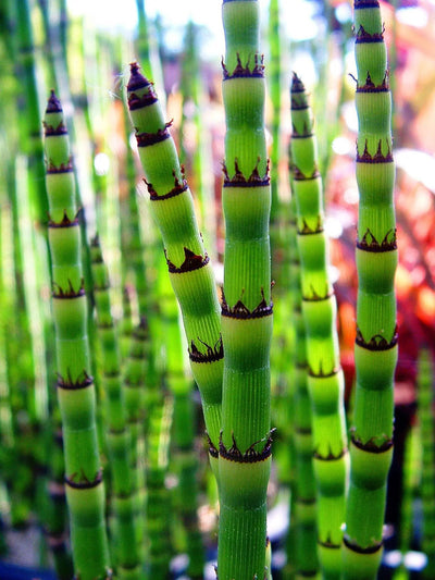 Coda di Cavallo - Equisetum hyemale