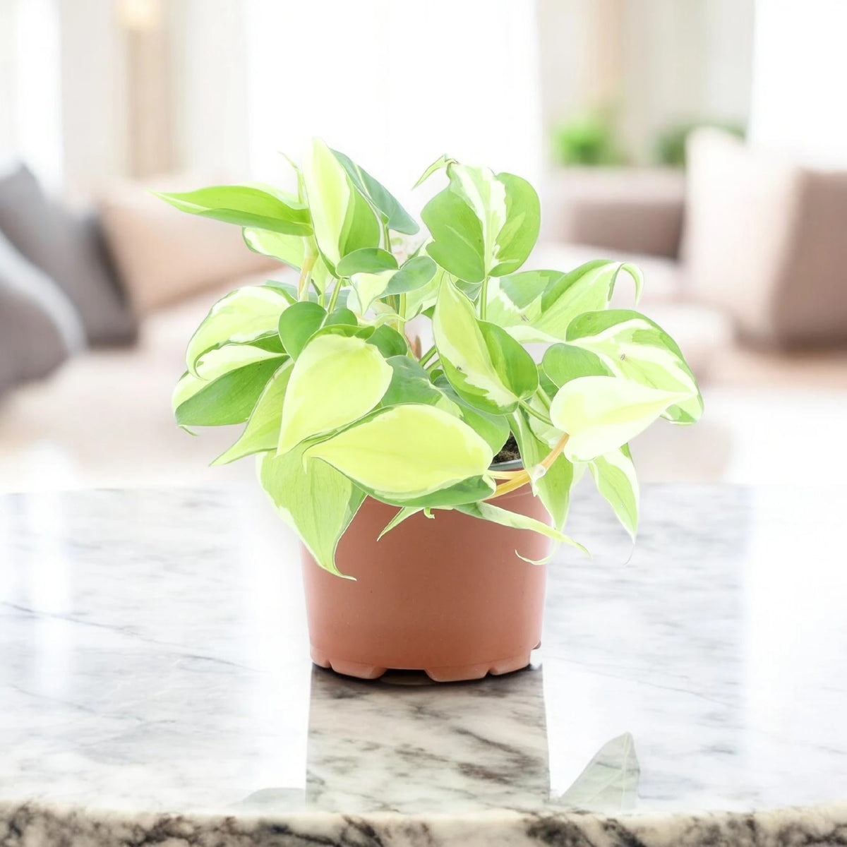 Philodendron scandens 'Rio'