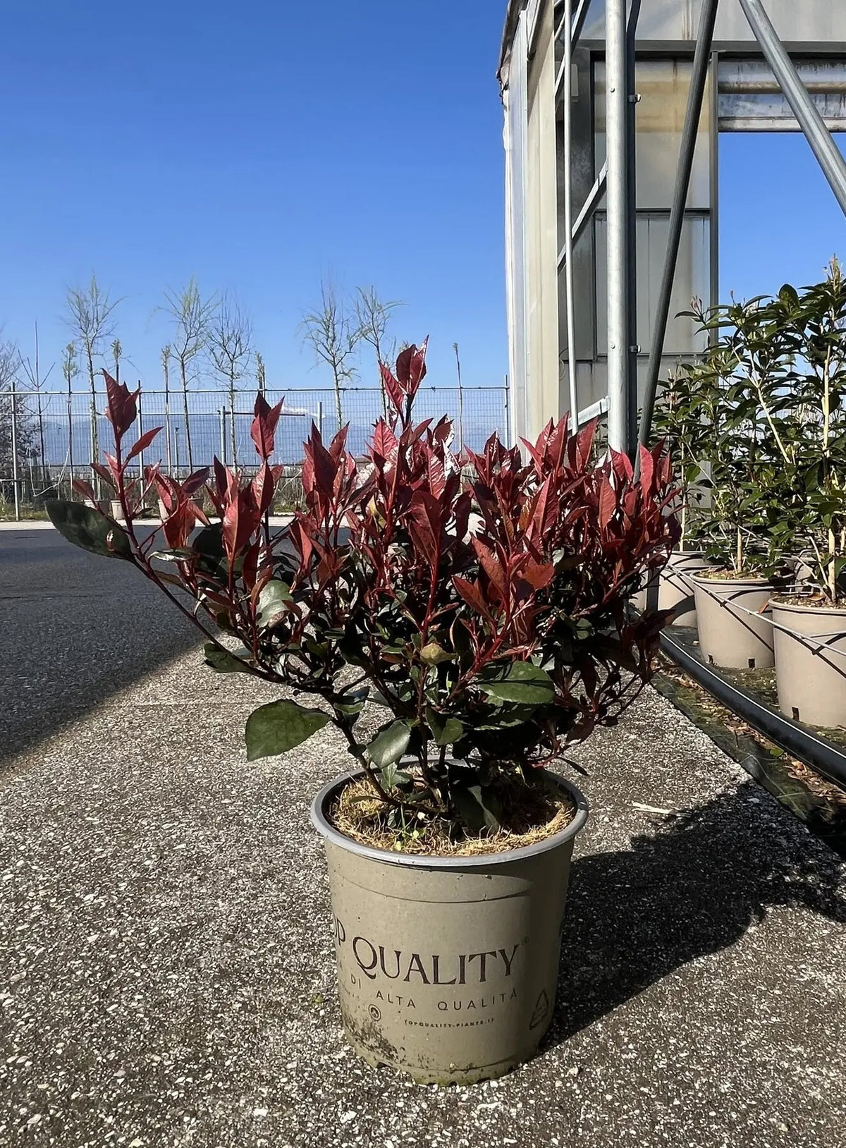 Photinia Red Robin in vaso