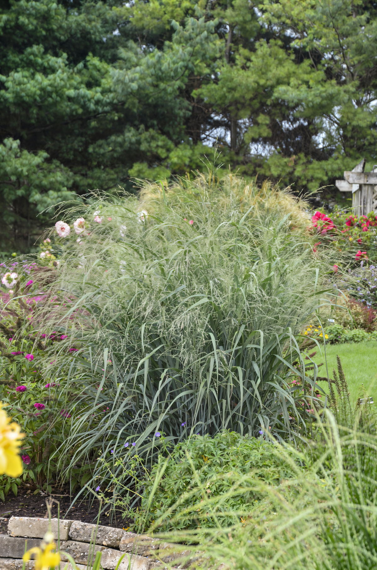 Dettaglio foglie blu-metallico di Panicum virgatum Heavy Metal con spighe bronzo-dorate