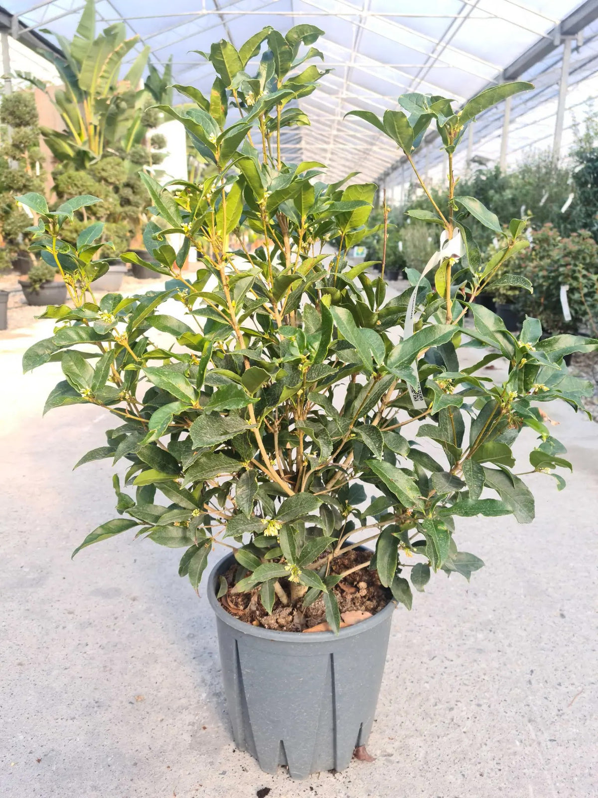 Osmanthus fragrans Aurantiacus arbusto sempreverde con foglie verdi brillanti in giardino