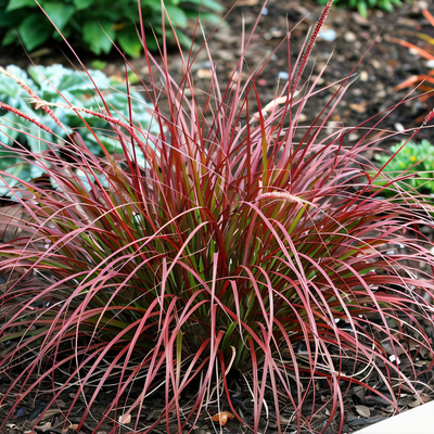 Dettaglio spighe piumose rosso rosate di Pennisetum Red Head in fioritura estiva