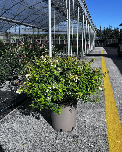Abelia grandiflora 'Kaleidoscope'