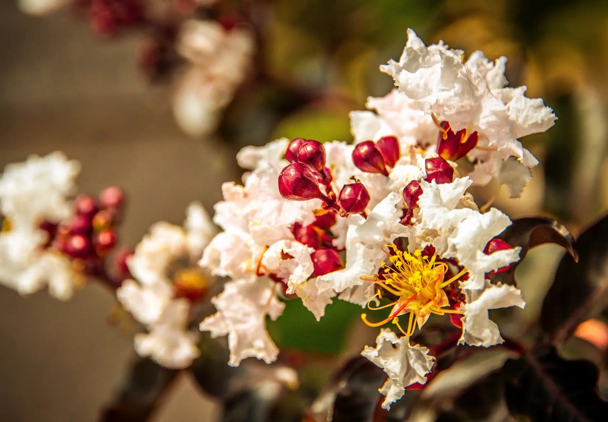 Lagerstroemia indica Black Solitaire Pure White con fiori bianchi e fogliame rosso-viola in giardino