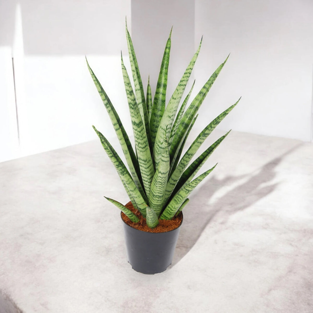 Dettaglio foglie Sansevieria Pineapple con bordi gialli e striature verdi che ricordano la buccia dell'ananas