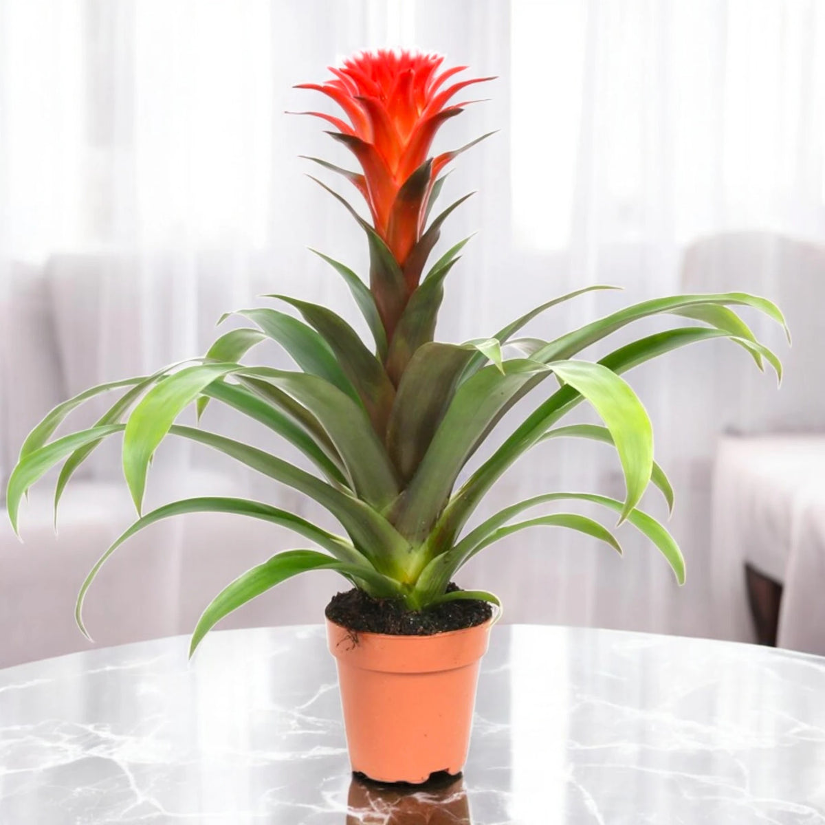 Guzmania 'Hope'