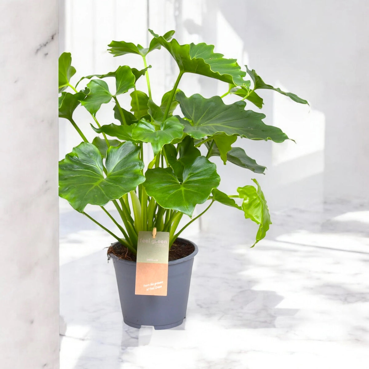 Philodendron bipinnatifidum 'Shangri-la'
