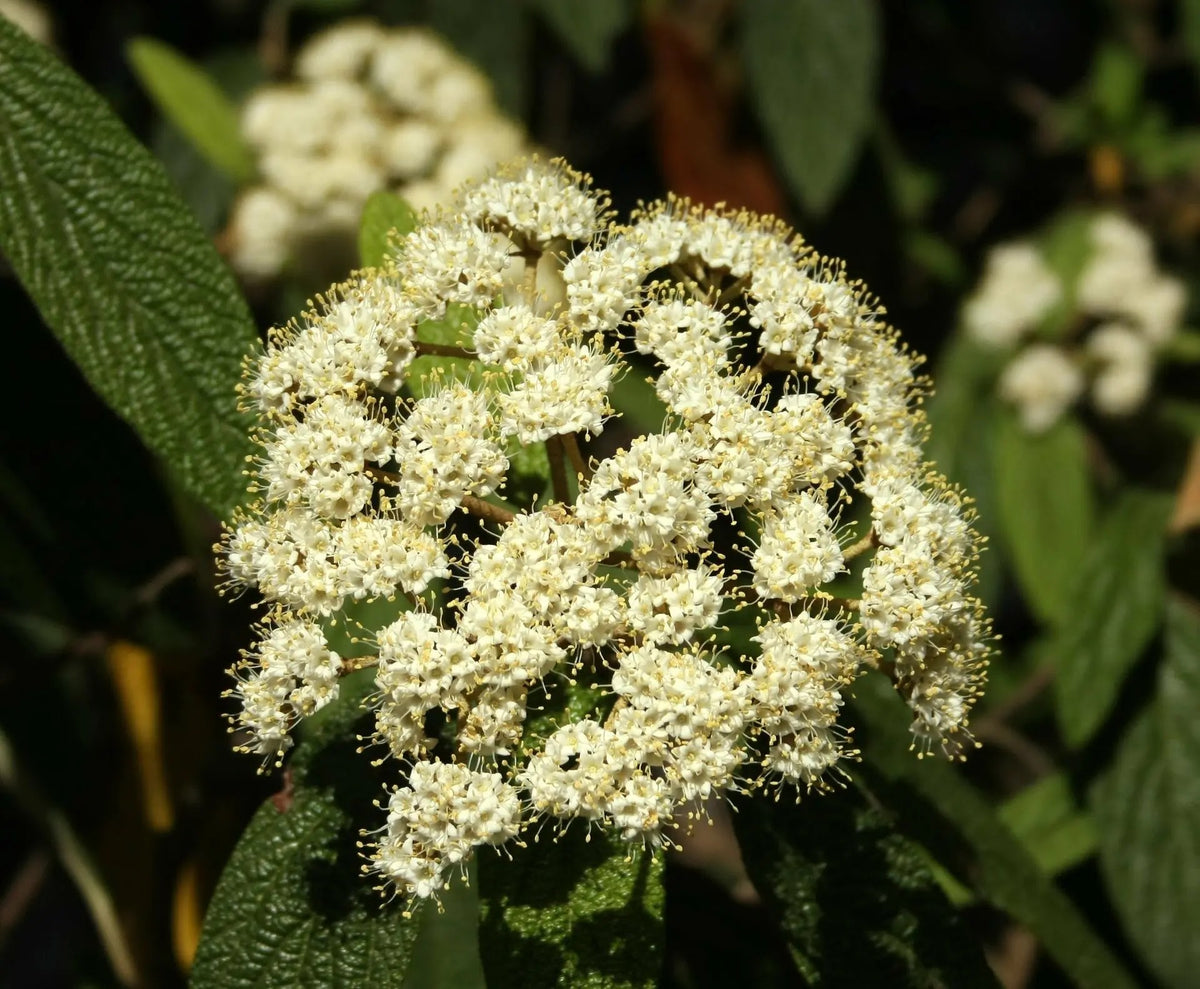 Viburno - Viburnum 'Rhytidophyllum'