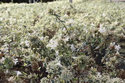 Abelia grandiflora 'Sparkling Silver'