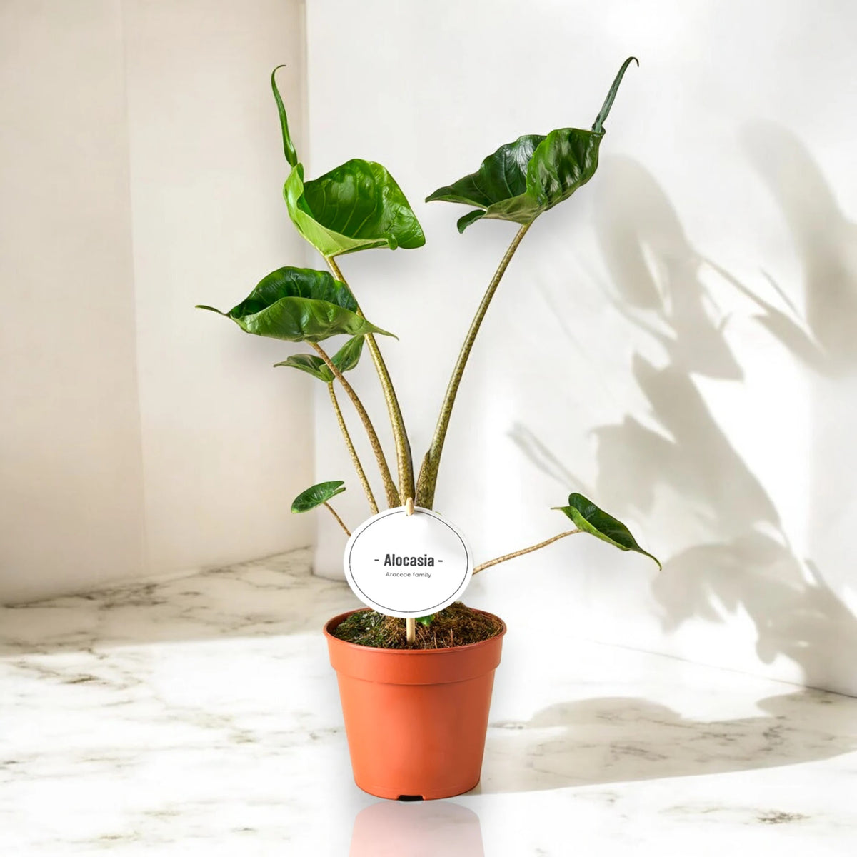 Alocasia stingray