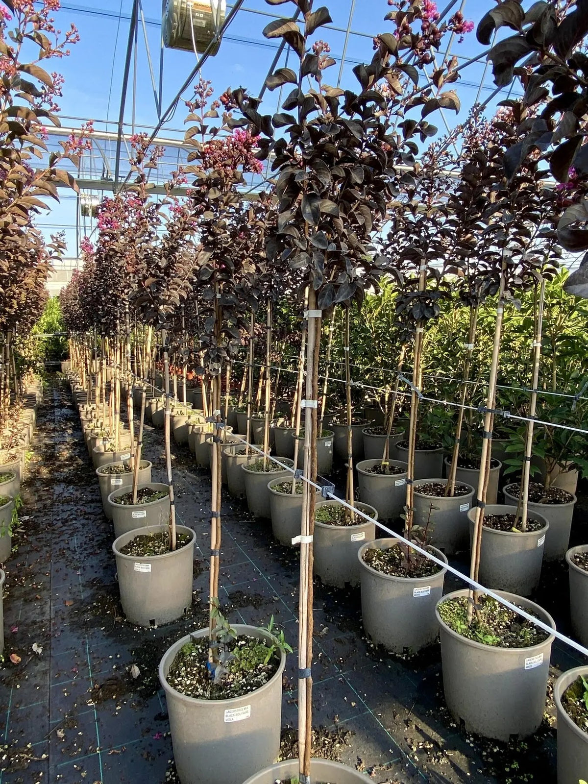 Lagerstroemia indica 'Black Solitaire Purely Purple'