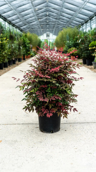 Nandina domestica Obsessed arbusto sempreverde con fogliame rosso porpora in giardino