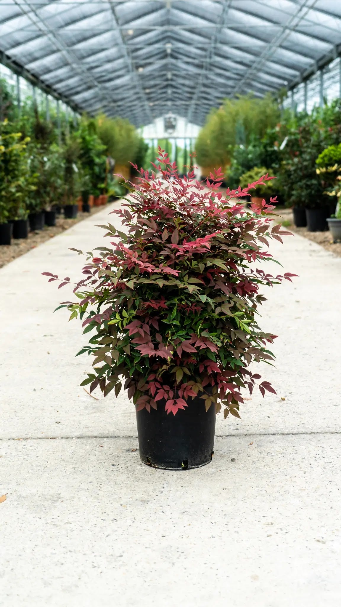 Nandina domestica Obsessed arbusto sempreverde con fogliame rosso porpora in giardino