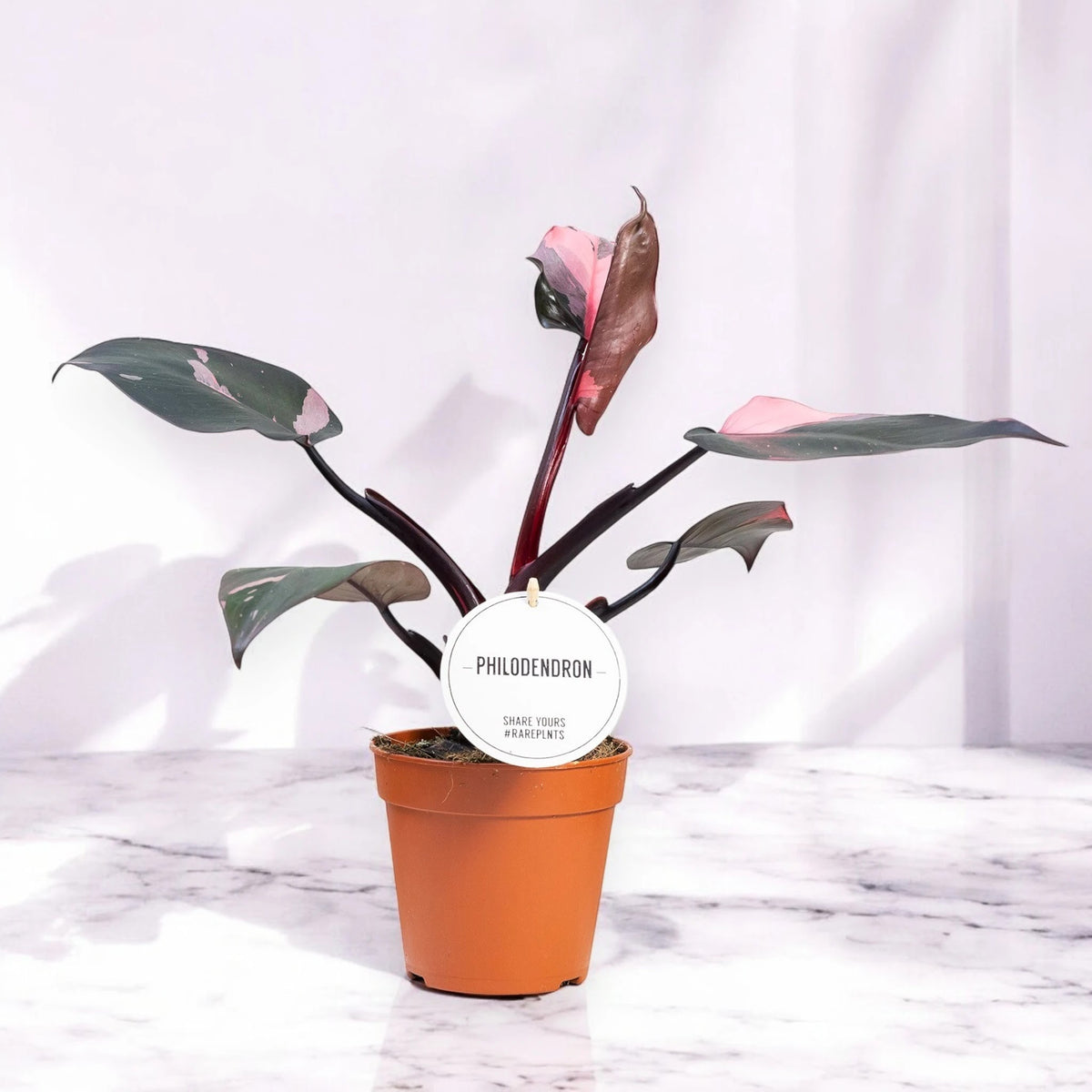 Philodendron 'Burgundy Prince'