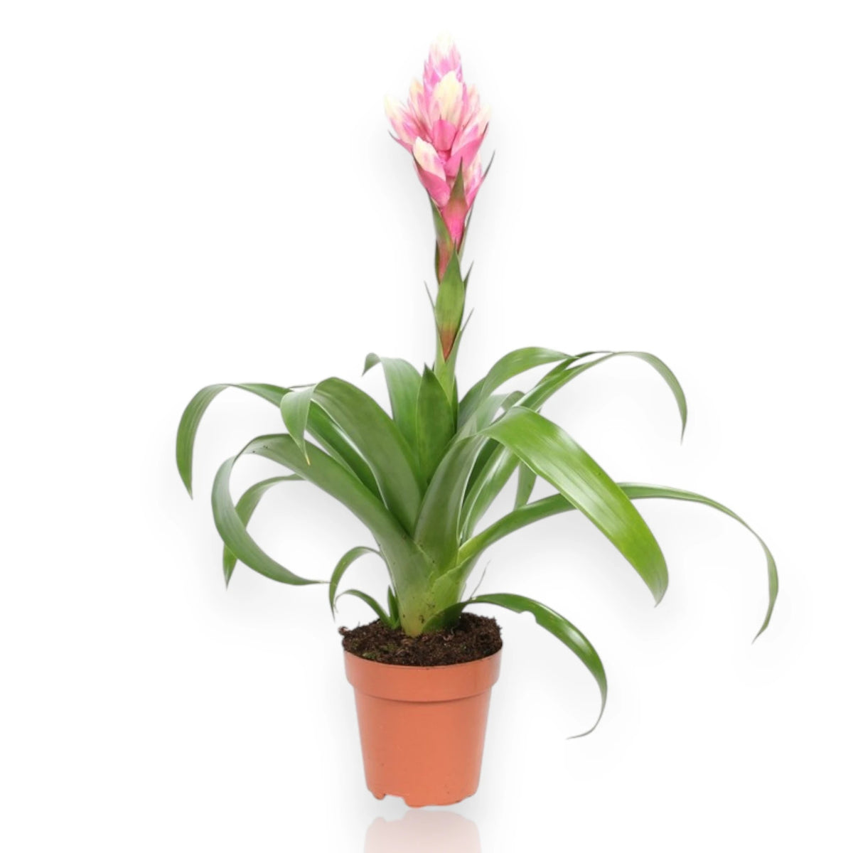 Guzmania 'Candy' con brattee colorate in vaso, perfetta pianta da interno per ambienti luminosi