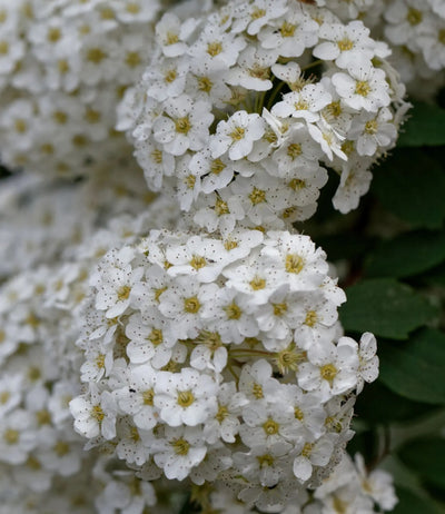 Spirea - Spiraea × vanhouttei
